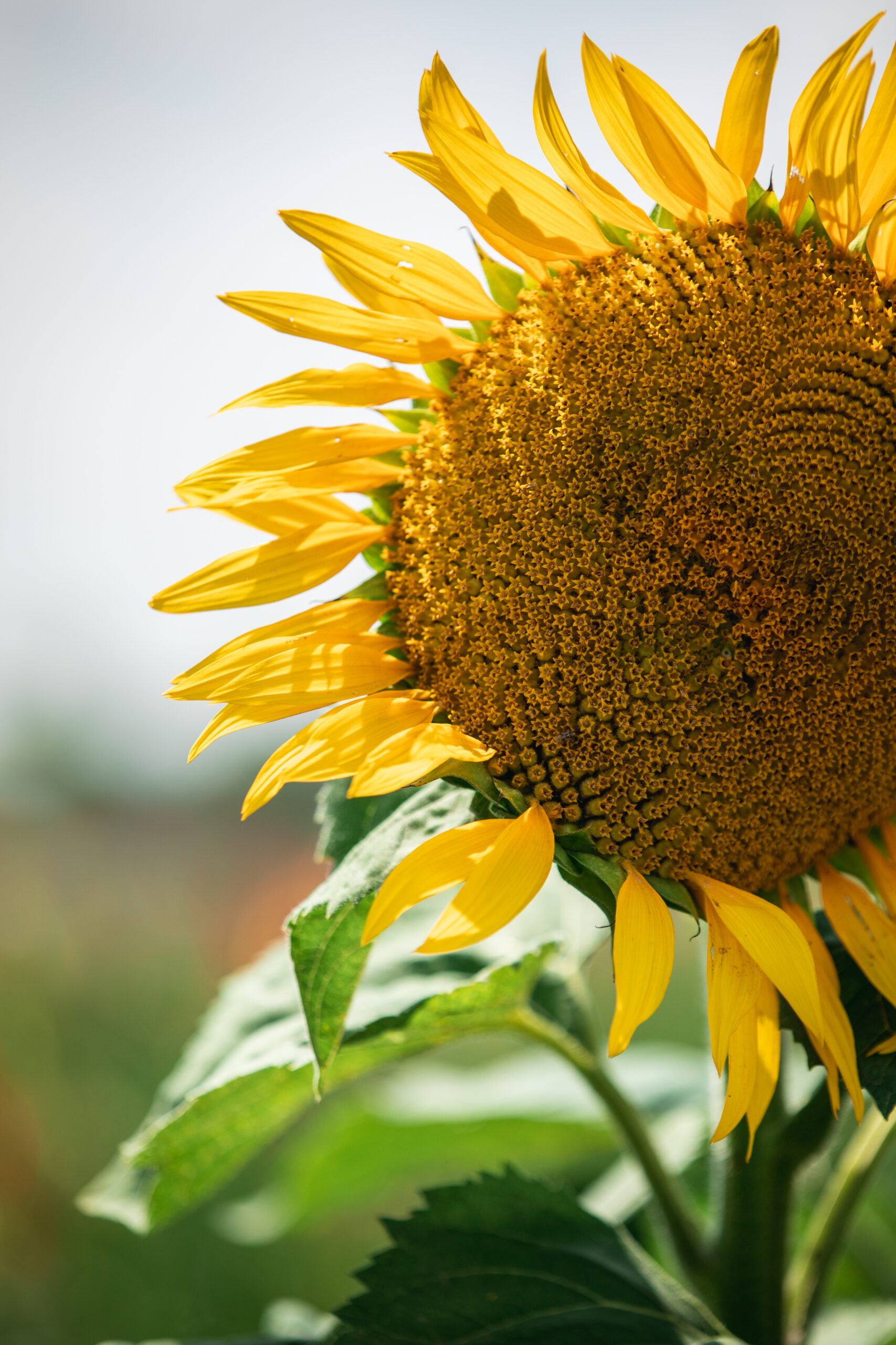 tournesol2© Valentin Pacaut - The Explorers- En partenariat avec Atout France